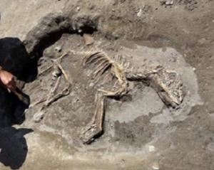В Туреччині археологи знайшли скелет собаки, якому 3 тисячі років