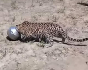 Любопытный леопард застрял головой в бидоне
