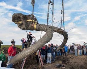 У США фермер викопав кістки мамонта, яким 15 тисяч років