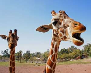 Ученые выяснили, когда у жирафов шея стала длинной