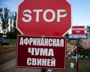 На Черкащине из-за африканской чумы сожгут свиней в исправительной колонии