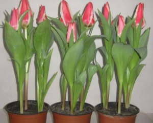 Посаджені в листопаді тюльпани зацвітуть на Новий рік