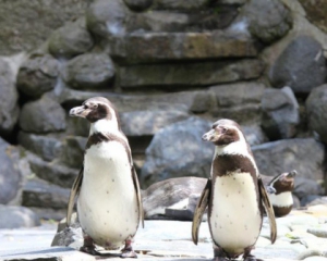 Датские пингвины совершили массовый побег из зоопарка