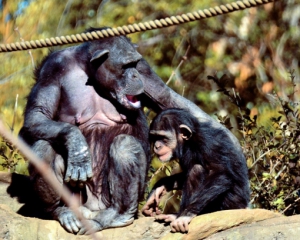 Две шимпанзе заботливо выхаживали детеныша с синдромом Дауна