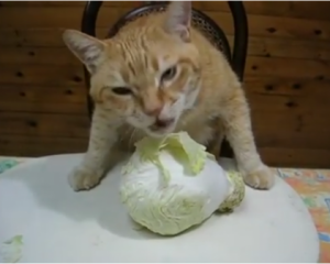 Новий хіт соцмереж: голодний кіт смачно жере капусту