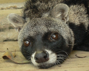 Смешные американские куницы учатся пить молоко