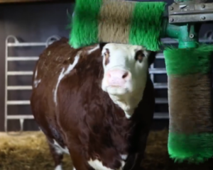 Турецька компанія розробляє масажні електрощітки для корів