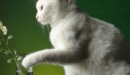 Коти перекидають речі, коли нервують