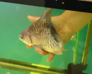 Половина рыбы полгода жила в аквариуме жителя Таиланда