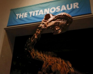 В музее Нью-Йорка выставят скелет гигантского титанозавра