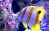 Очень красивые животные Большого Барьерного рифа