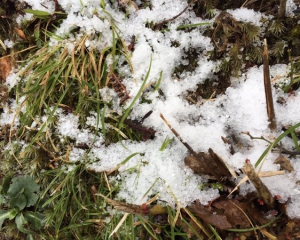 На півдні Японії вперше за 115 років випав сніг