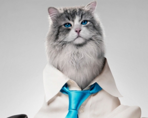 Як бізнесмен став котом - трейлер комедії &quot;9 життів&quot;