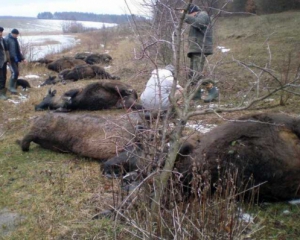 На Вінниччині у ставку втопилися зубри