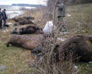 В Винницкой области в пруду утонули зубры
