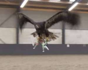 Полиция Нидерландов учит орлов ловить вражеские дроны