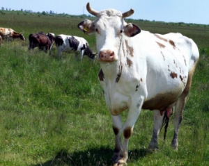 Ще 111  українських виробників стали експортерами