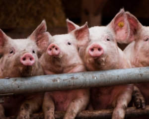 Африканскую чуму свиней завезли из Украины - власть Крыма