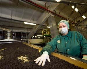 В Киевской области откроют чайную фабрику