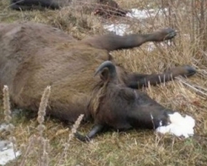 В Винницкой области нашли туши еще 7 мертвых зубров