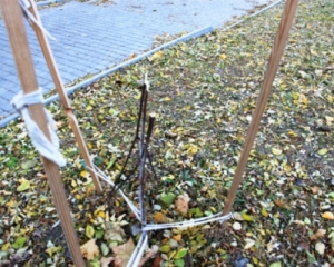 В Одесі вандали зламали дерева, висаджені в пам&#039;ять про Небесну сотню