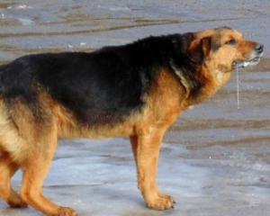 В Хмельницком покусанного собакой мальчика спасали мылом