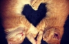 20 котов, которые готовятся ко дню Святого Валентина