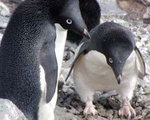 Пінгвіни в Антарктиді помирають від голоду через айсберг