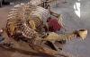 Науковець розповів, які сучасні тварини є нащадками динозаврів