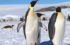Ученые заставили пингвинов бегать по беговой дорожке