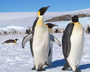 Вчені примусили пінгвінів бігати по біговій доріжці