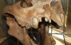 В Австралии археологи обнаружили следы сумчатого льва