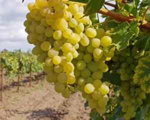 Площади виноградников в Украине уменьшилтись в 50 раз
