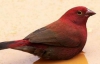 Топ-10 наймодніших декоративних птахів