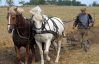 Треть крестьянских хозяйств обрабатывают землю лошадьми