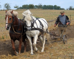 Треть крестьянских хозяйств обрабатывают землю лошадьми