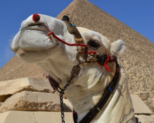 Турагентства распродают горящие путевки в Египет