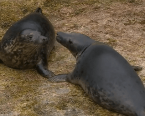 Чудо природы: В Англии родились тюлени-двойняшки