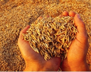 Украина начала закупать зерно в Беларуси
