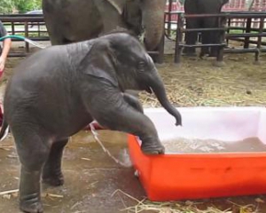 Кумедне слоненя робить невдалі спроби прийняти ванну
