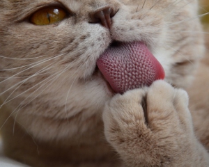 Вчені пообіцяли зрозуміти мову кішок