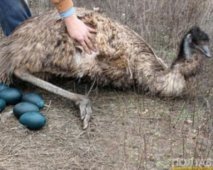 У Полтаві страус-переселенець із зони АТО сам висиджує потомство