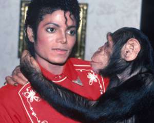 О любимом шимпанзе Майкла Джексона снимут фильм