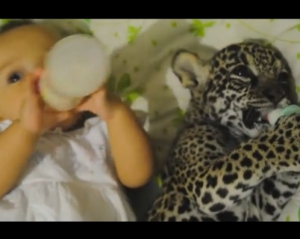 Маленькая девочка с ягуаром пьют молоко в одной кроватке