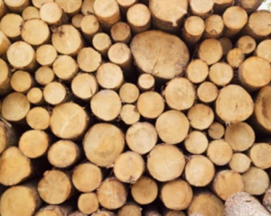 Кабмін пропонує продавати ліс на аукціоні