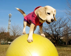 Японский собака установил рекорд ходьбы на мяче