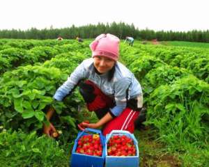 Українцям буде складніше працевлаштуватися в Польщі