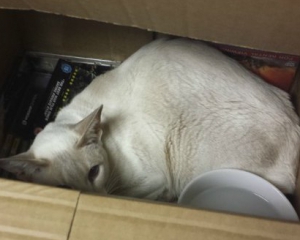 Кошка 8 дней путешествовала в почтовой посылке