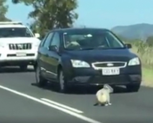Вальяжная коала спровоцировала пробку на дороге