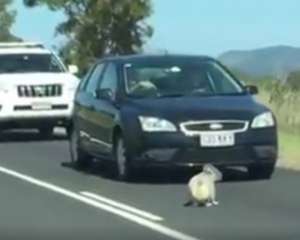 Вальяжная коала спровоцировала пробку на дороге